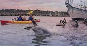 Charleston Kayak Rentals